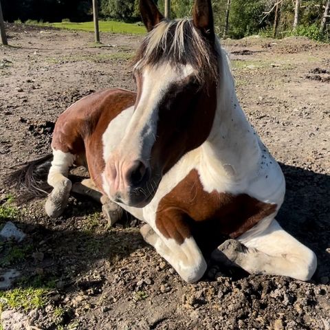 Søker helfôr hest, evt kjøp i seinere tid