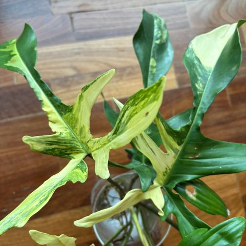 Philodendron Florida Beauty 7 blader