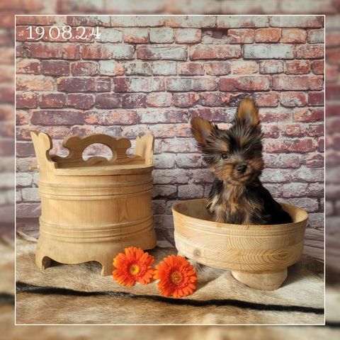 Renraset Silky Terrier valp