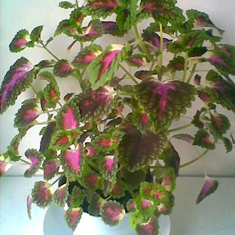 Praktspragle Coleus - høyde 40 cm