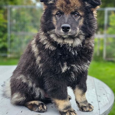 Finsk Lapphund