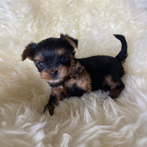 Renrasede Yorkshire Terrier