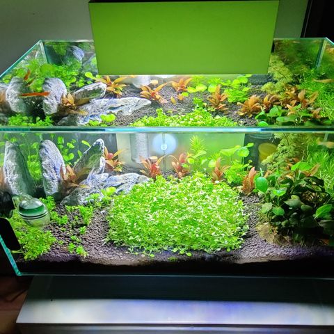 Akvarie - Fluval edge 23L (nesten ny)