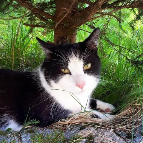 3 år gamle kastrert hann katt trenger nytt hjem