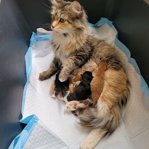 5 herlig kattunger m/ Maine coon gener