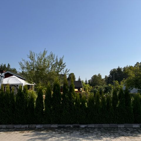 23. STK Thuja Smaragd 150-200cm SELGES!