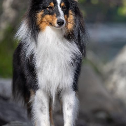 Shetland Sheepdog