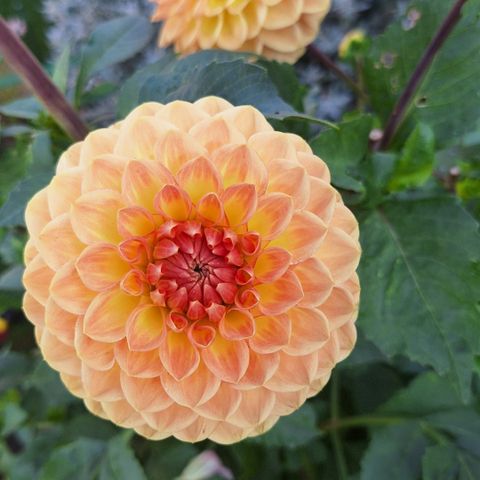 Georgine - Dahlia 'Blyton Softer Gleam' (Plante i stor potte)