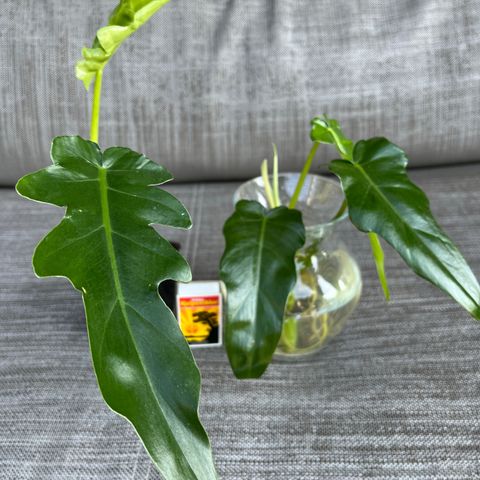 Philodendron Bob Cee liten plante og stikling.