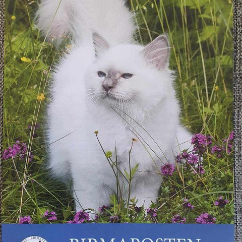 Hellig Birma Hannkatt