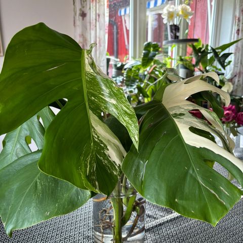 Monstera variegata - hel plante med to stammer