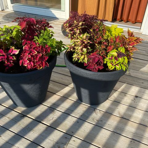 2 store potter med masse planter