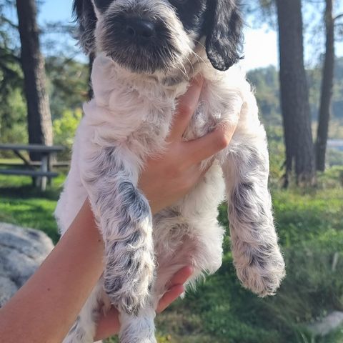 Australsk Labradoodlegutt F1 mini