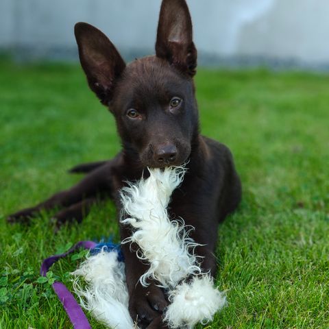 Australian kelpie