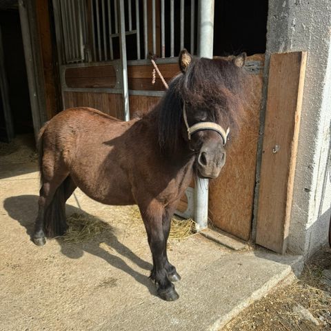 HASTER Shetlandsponni årings hingst