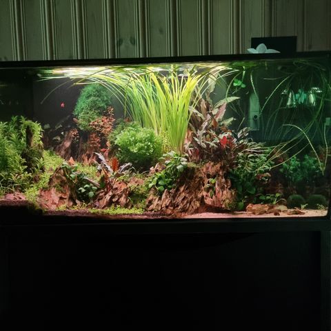 Fluval flex 123L med reol