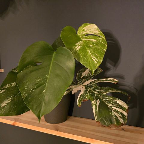 Monstera variegata hel plante