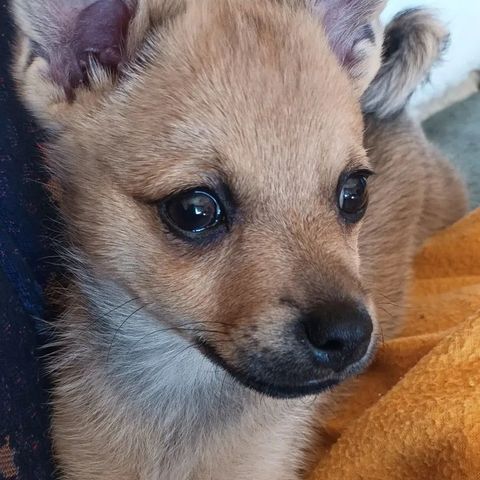 Chihuahua/Pomeranian mix valp