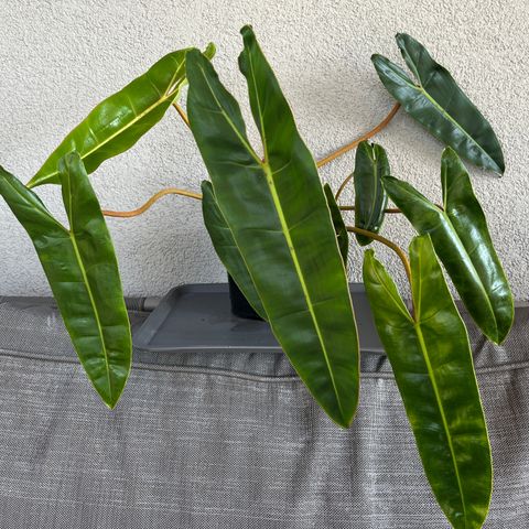 Philodendron Billietiae - Reservert