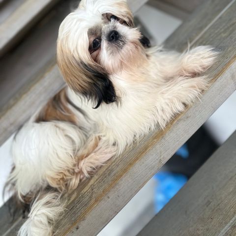 Jente Shih tzu