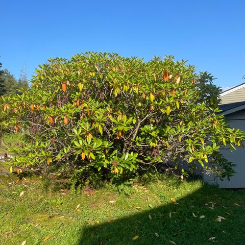 rhododendron gis bort