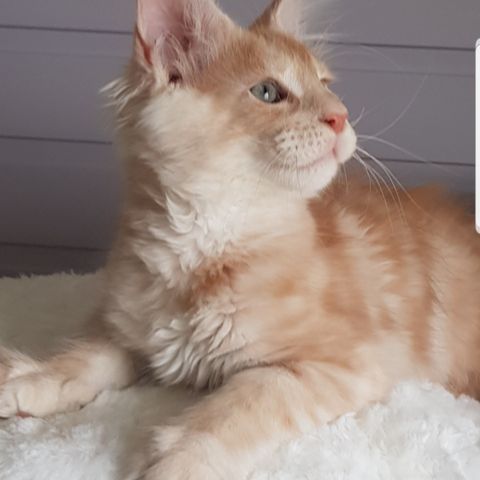 Ekte Maine Coon Gutt Ledig