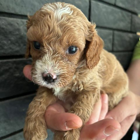 Cavapoo valper