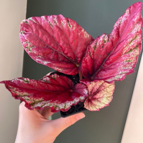 Begonia Rex Maui Sunset plante