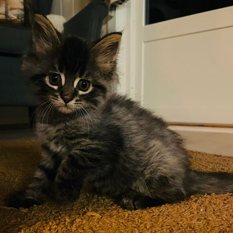 Maine coon Blanding jentene selges for 4000kr