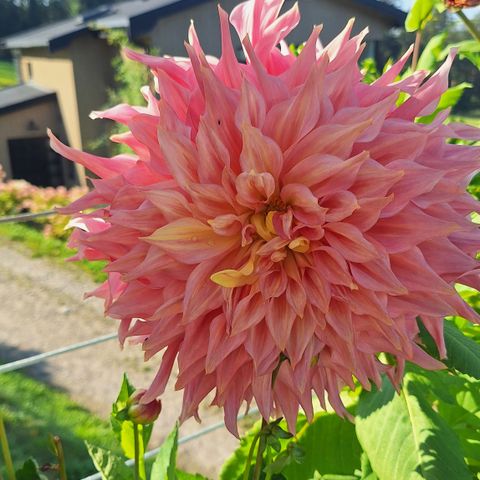 Georgine - Dahlia 'Penhill Watermelon' (Plante i stor potte)