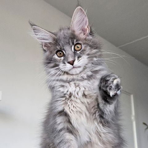 Jenta Maine Coon