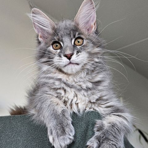 Jenta Maine Coon