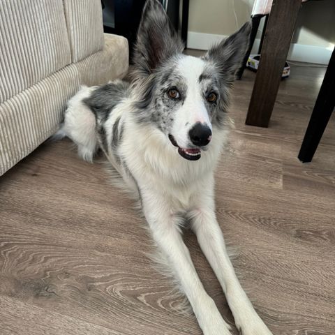 Border collie blue Merle