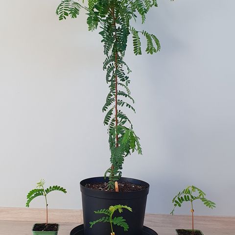 Tamarind planter