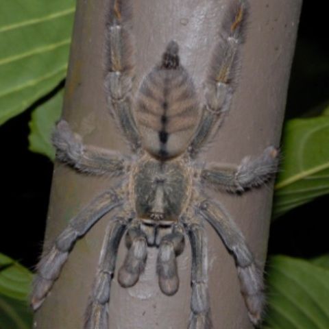 Psalmopoeus cambridgei