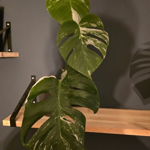 Monstera variegata hel plante