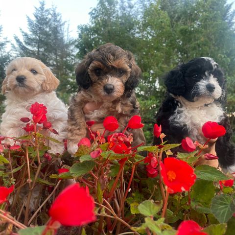 Nydelige Maltipoo og Cavapoo blandingsvalper