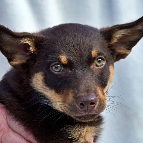 Lancashire Heeler hannhund