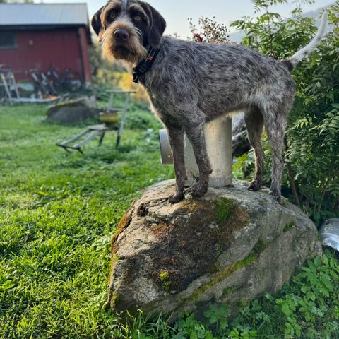 Strihåret Vorsteh tispe 1 år