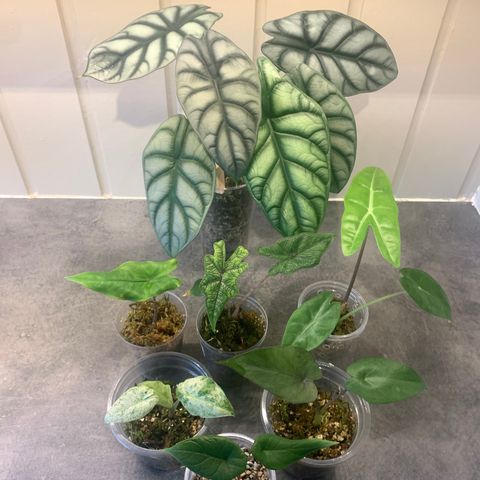 Alocasia pakke med 7 stk