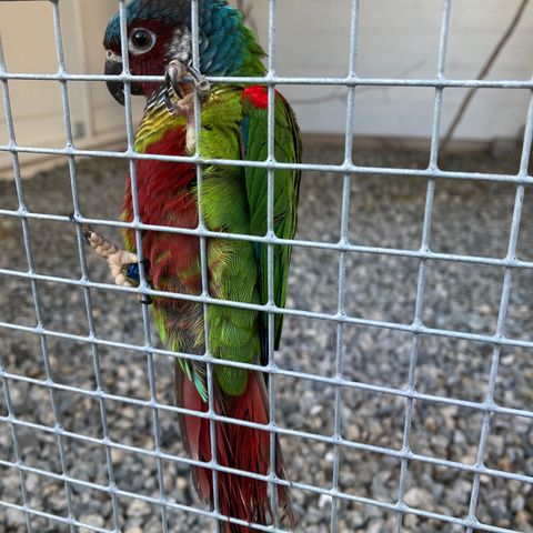 Venezuela Conure par