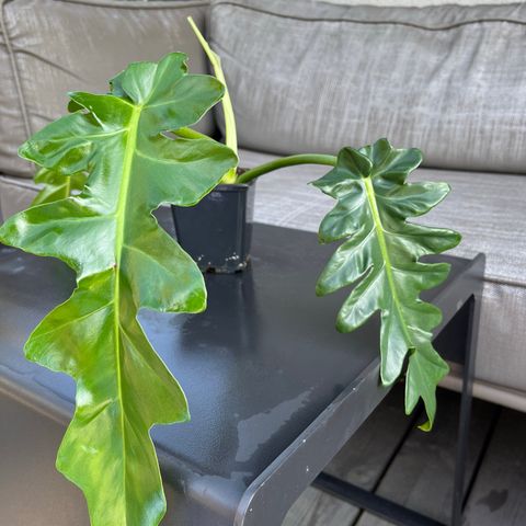 Philodendron Bob Cee