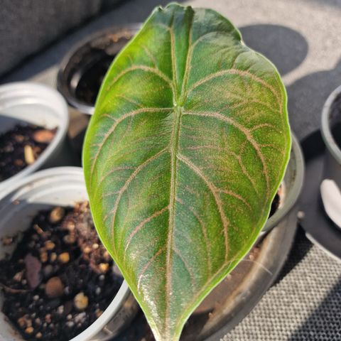 Alocasia Azlanii