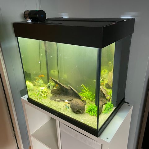 Komplett akvarium, inkl fisk