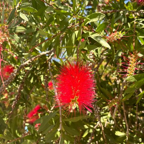 Callistemon planter