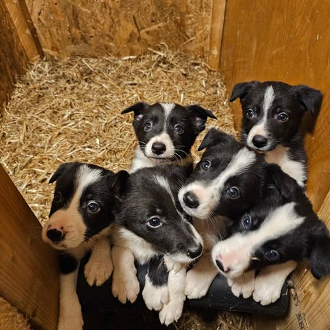 Renraset Border collie