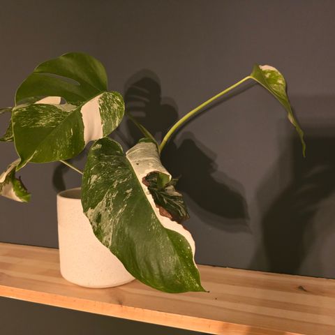 Monstera variegata hel plante