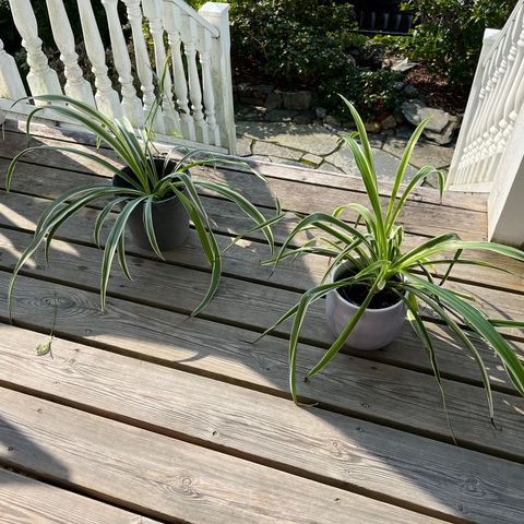 Grønnrenner (Chlorophytum comosum)