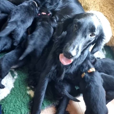 FLAT COATED (Flatcoated) RETRIEVER VALPER Leveringsklare fra rundt 1. oktober