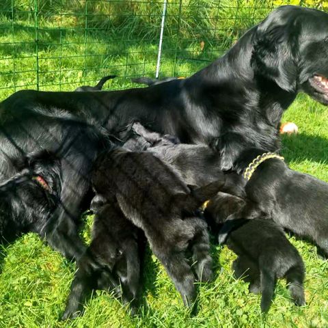 FLAT COATED (Flatcoated) RETRIEVER VALPER Leveringsklare fra rundt 1. oktober